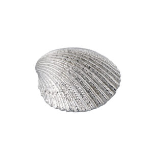 Seashells